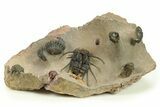 Dicranurus Trilobite With Five Reedops - Spectacular Piece #287360-1